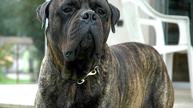 Bullmastiff