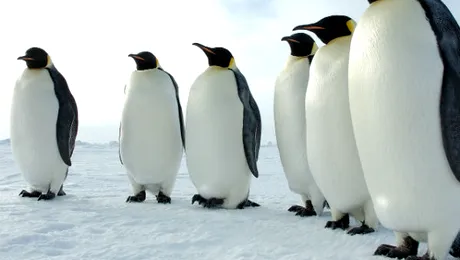 Unde își depun pinguinii ouăle?