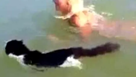 Și pisicile adoră apa mării (Video)