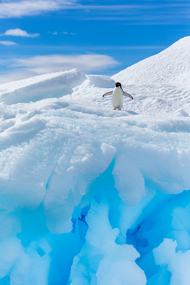 Pinguin zbenguindu-se în Antarctica