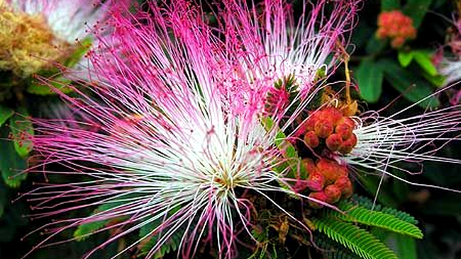 floarea de mimosa pudica