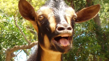 Polițiștii au confundat o capră cu un bărbat aflat în pericol!