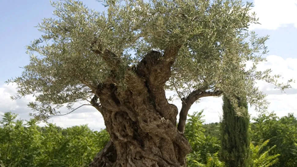 Un măslin de 2.000 de ani, vândut la licitație pentru o sumă fabuloasă