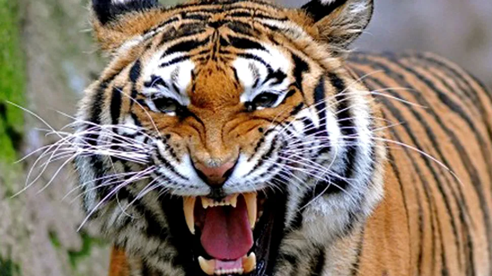 Un tigru a fugit de la Gradina Zoologica din Sibiu! Animalul a fost impuscat