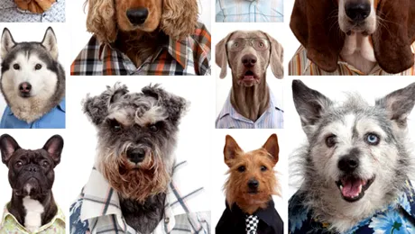 Nu-ți mai place la birou? Ei vor să muncească în locul tău! (Poze)