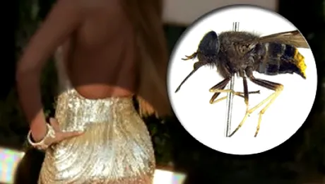 O insecta cu posterior auriu a primit numele „Beyonce”