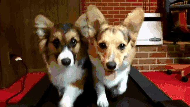 Alergatul și beta-endorfinele