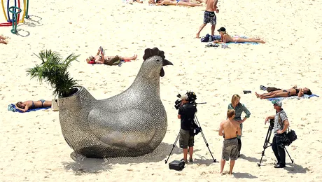 O gaina sud-coreeana si-a clocit ouale tocmai pe o plaja din Australia! (Poze)