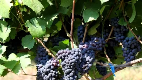 5 motive pentru a vizita Ostrov