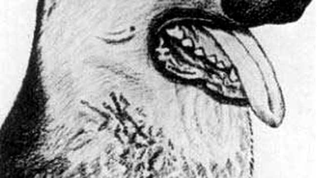 caine - portret realizat de Hitler 