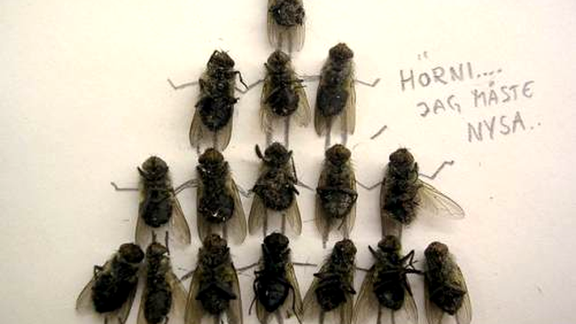 Graamaadaa ceeree vaarf! Sau as ase joaca 