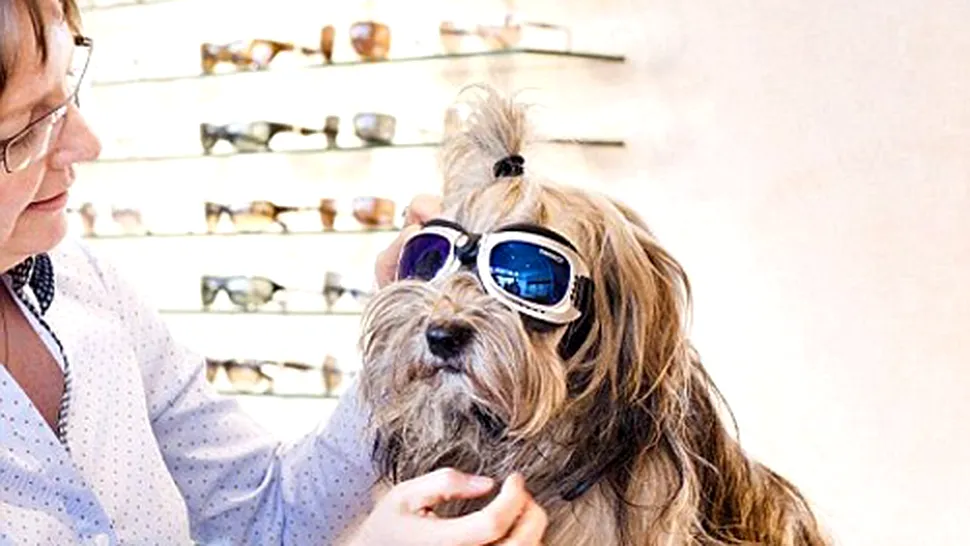 Ochelari de soare trendy pentru câini