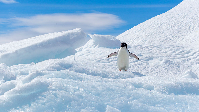 Pinguin zbenguindu-se în Antarctica