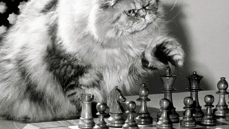 15 motive pentru care șahul este cel mai tare joc