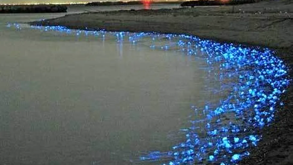 Spectacol nocturn realizat de sute de meduze luminoase, în Japonia (Poze)