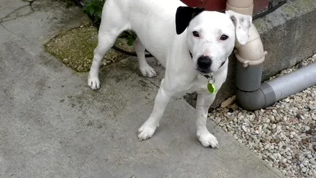 INCREDIBIL! Cum și-a revenit un câine otrăvit și îngropat de viu