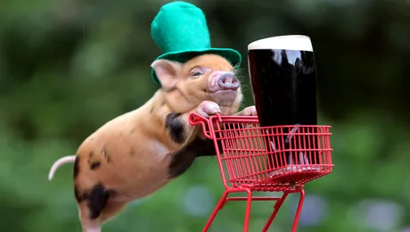 Fotografia zilei: St. Patrick’s Day