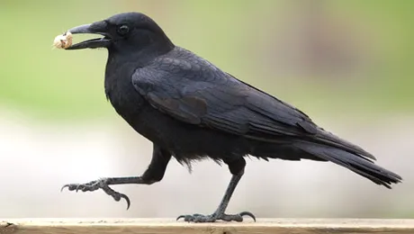 Plângere la Primărie împotriva ciorilor din oraș