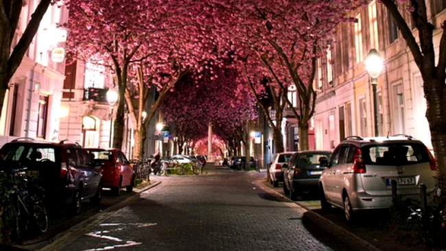 Cireșilor Înfloriți din Bonn, Germania