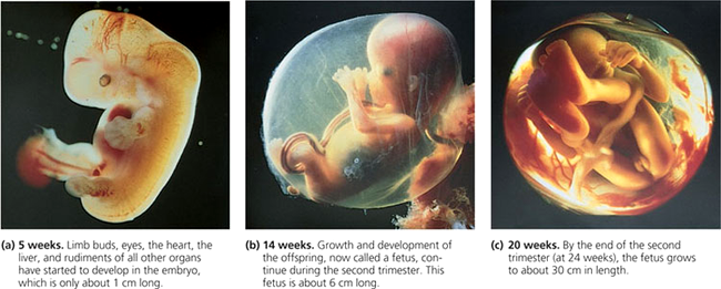 fetusul