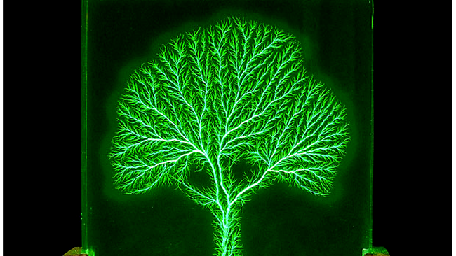 Un copac cu adevarat verde