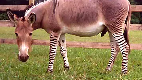 Magari „deghizati” in zebre, noua moda la zoo