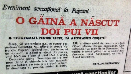 Incredibil: Găina care naște pui vii chiar există!