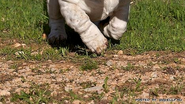 N-ati vazut un iepure fugind pe aici?