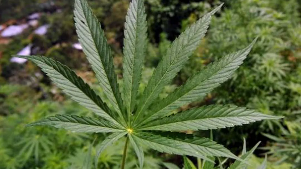 ONU, îngrijorată de legalizarea comerțului cu marijuana în Uruguay