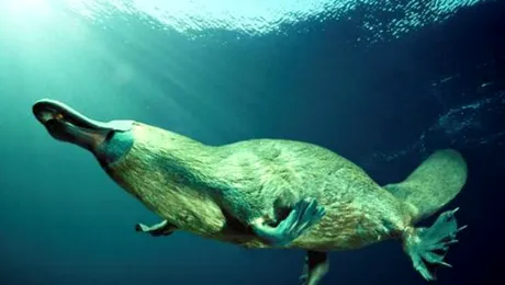 Ce este un ornitorinc?