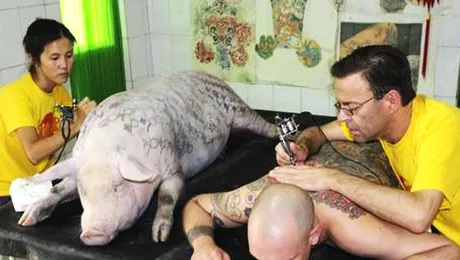 Ultimul „racnet” in materie de arta: tatuarea porcilor! (Poze)
