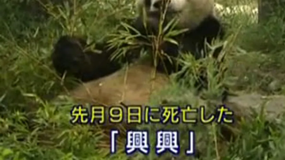 500.000 de dolari amenda pentru moartea unui urs panda