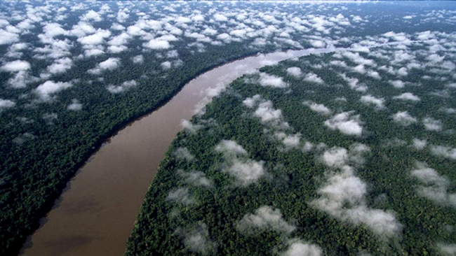 Amazon Rain Forest, Venezuela