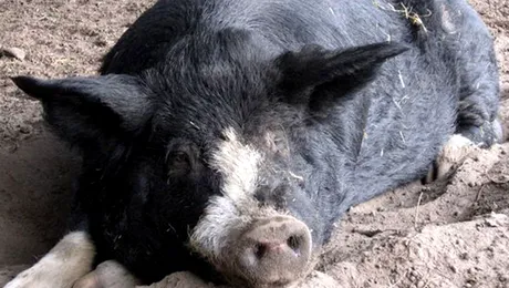 Ce face un porc după ce bea 18 doze de bere