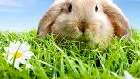 Vești bune, vești rele