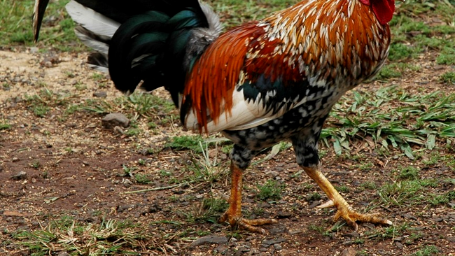 În Illinois, cocoșii pot fi arestați dacă au de gând să cânte la mai puțin de 100 de metri de o clădire