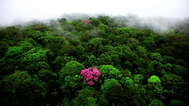 Kaw Mountain, Guyana Franceză