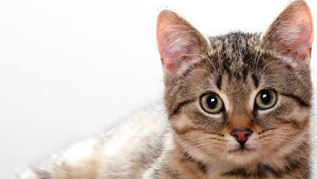 De ce au felinele mustăți?