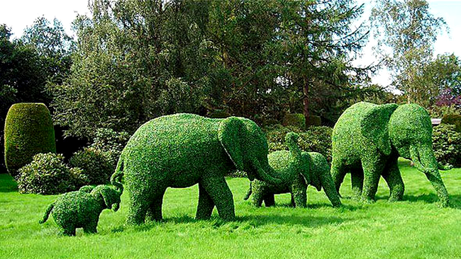 Elefanti din plante in curtea casei