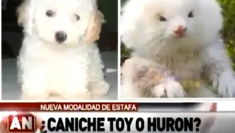 A crezut că a cumpărat un câine…. dar era un dihor pufos (Video)