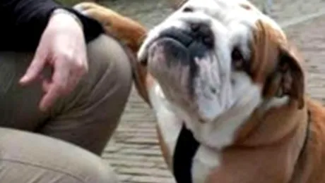 20 de povești mai puțin cunoscute despre câini