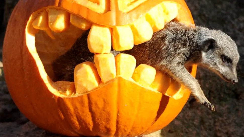 15 animale care s-au distrat de Halloween (Video)