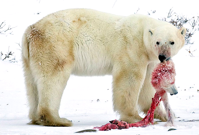 Un urs polar si-a devorat propriul pui