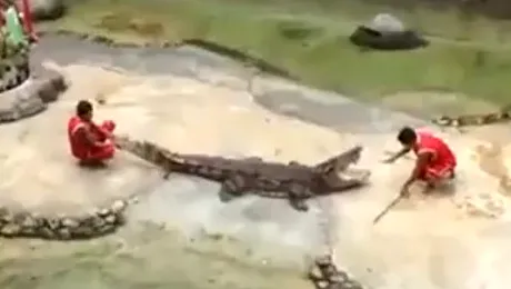 Bărbat mușcat de cap de un crocodil, în Thailanda (Video)