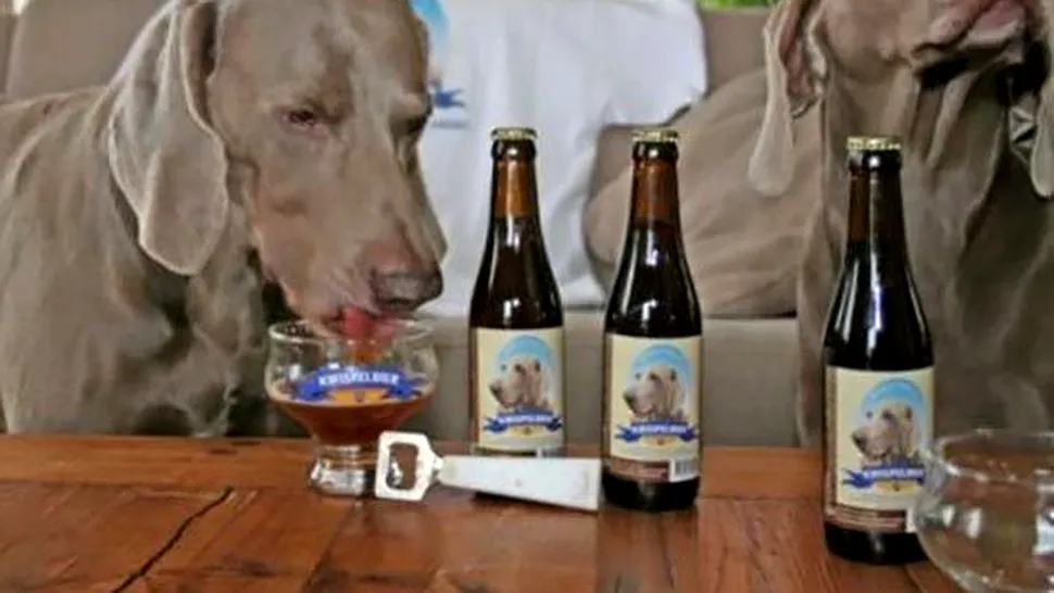 Dog Beer, berea adresata exclusiv cainilor