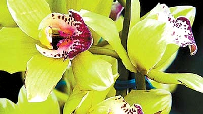 Orhideele Shenzhen Nongke