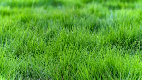 (P) Perioade optime pentru aplicarea îngrășământului de gazon