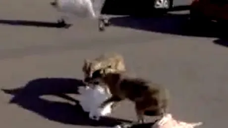 Lupii din Rusia ataca din nou! (Video)