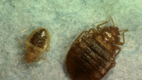 De ce trăiesc puricii pe câini și pisici?