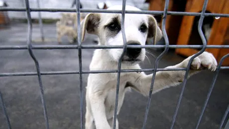 Eutanasierea cainilor va fi permisa